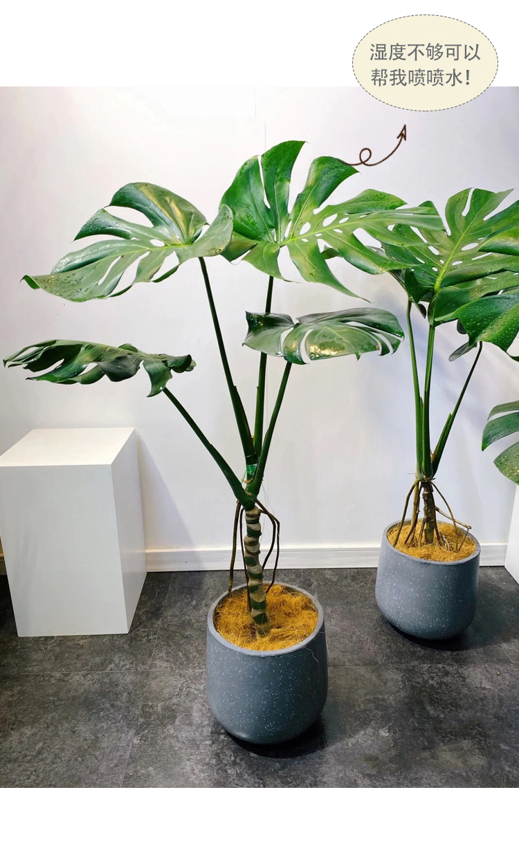 龟背竹大型室内老桩可水培植物盆栽热带好养客厅吸甲醛大叶绿植 70~80