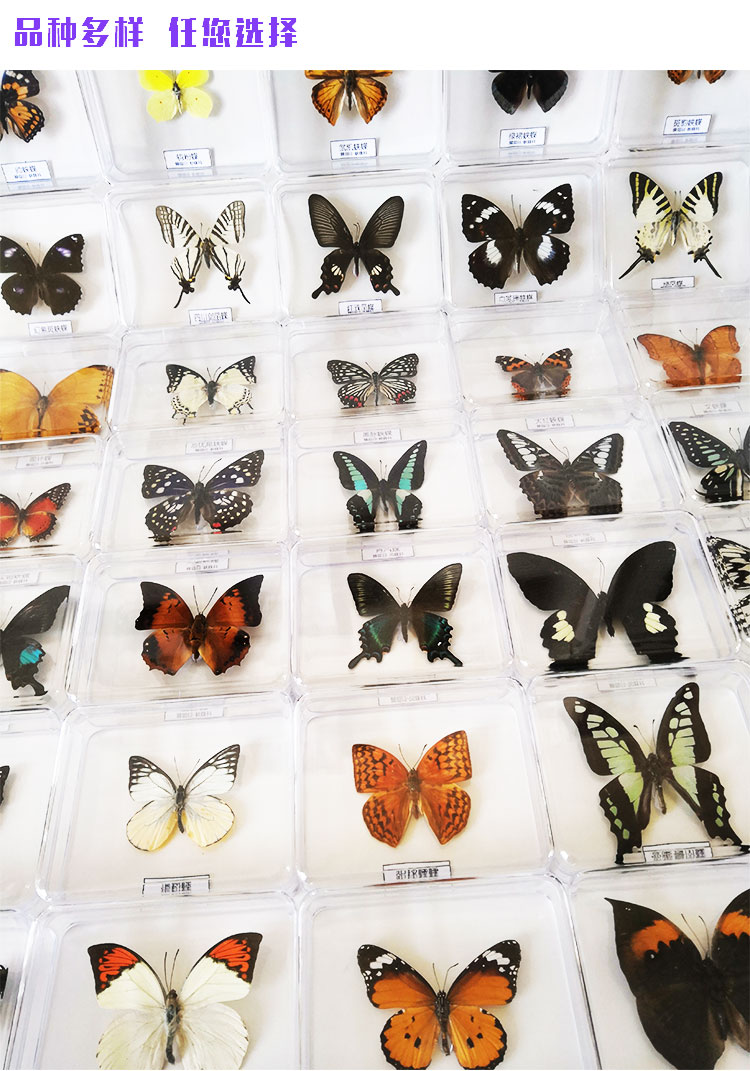 蝴蝶标本 真蝴蝶标本 昆虫标本 透明盒装展翅立体摆件创意礼品 金凤蝶