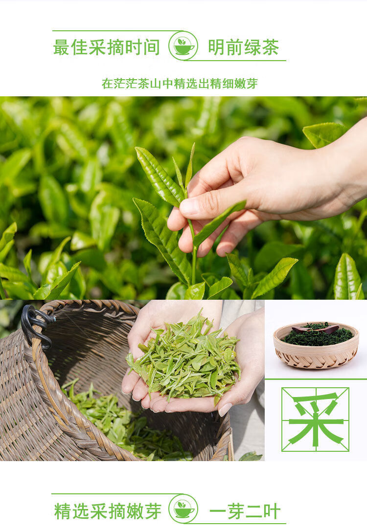 新茶2021貴州遵義茶葉綠茶日照高山茶特濃香茶葉都勻雲霧毛尖毛峰茶