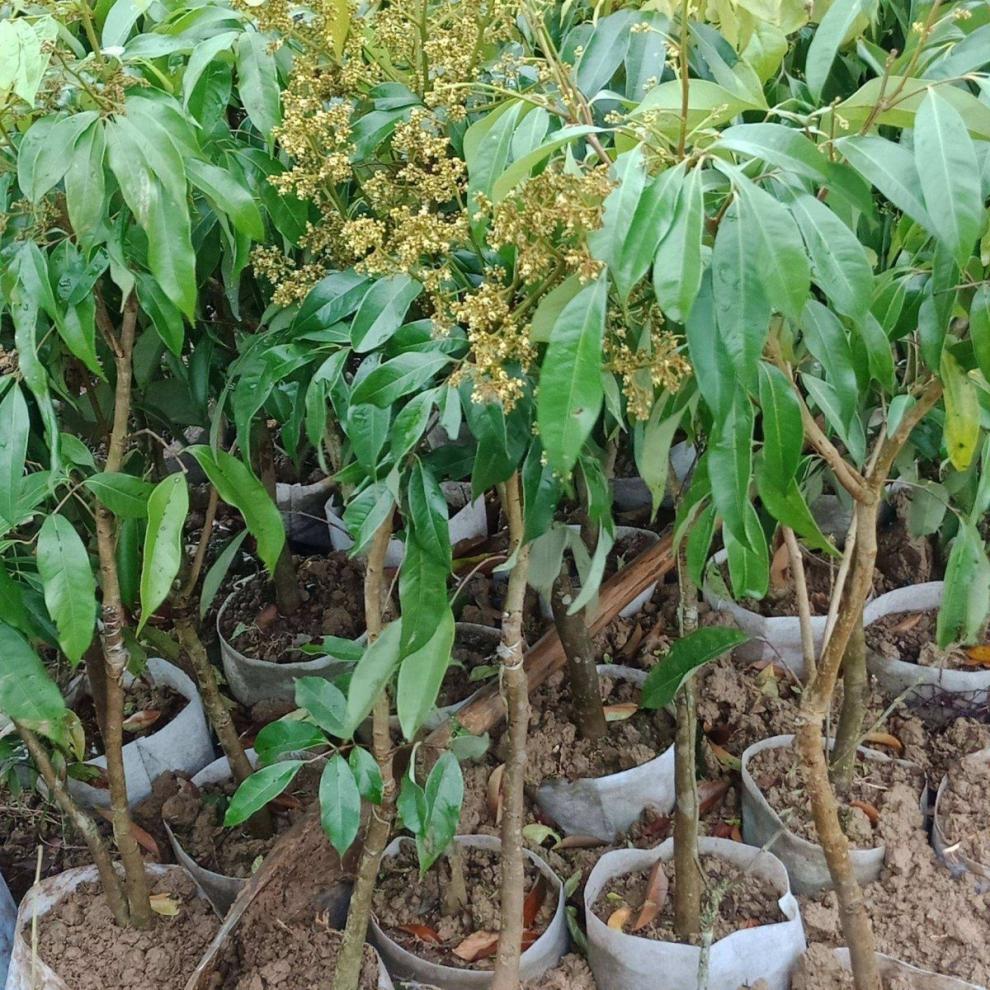 广西荔枝苗无核妃子笑三月红糯米糍荔枝苗南北方种植果苗带土带叶