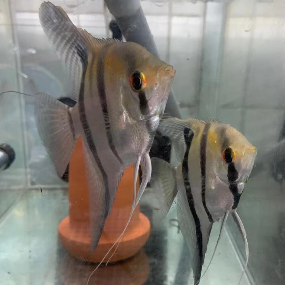 秋颖埃及神仙鱼f1白化埃及神仙鱼苗伊莎贝尔红背大埃及淡水热带观赏鱼