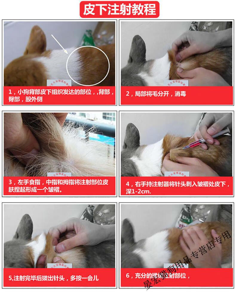 【顺丰速运】北京铁草犬干扰素细小犬瘟冠状病毒呕吐拉稀便血神经抽搐