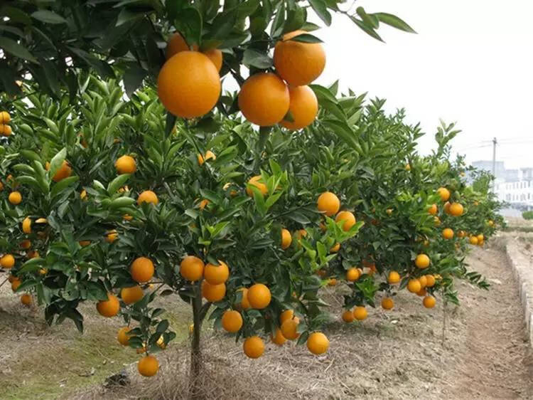 沃柑树苗广西武鸣正宗无核无籽沃橘苗盆栽地栽嫁接橘子果树苗 2颗青皮