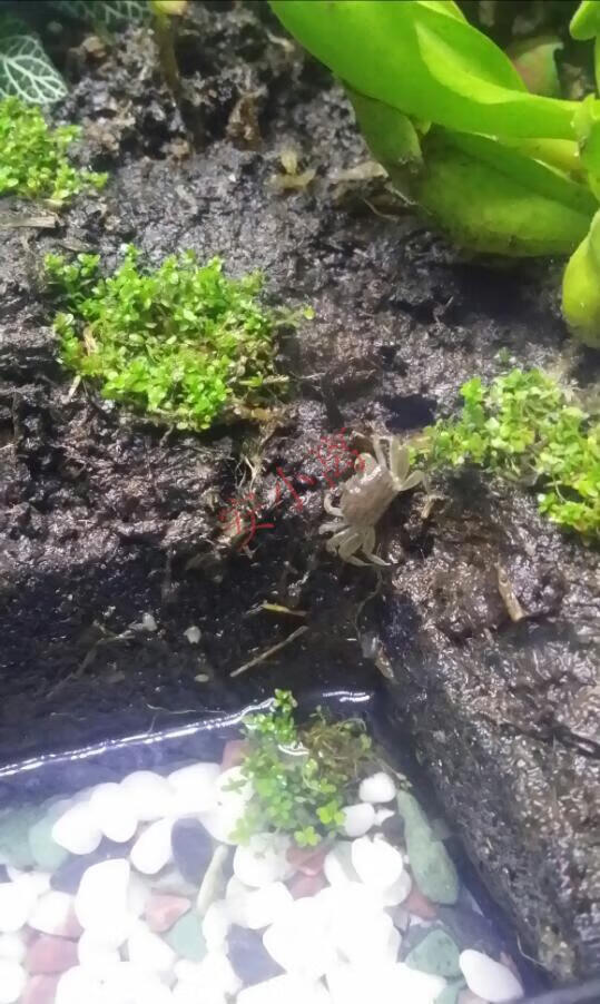安小离豆豆蟹谭氏泥蟹网红迷你辣椒蟹桌面爬宠生态微景观易养水族观赏