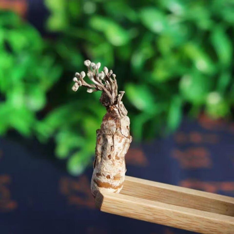 北京同仁堂原料金蝉花 中药材野生金蝉花 大别山竹林蝉花知了花大虫草