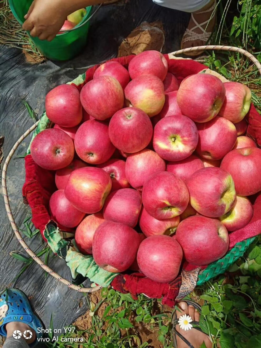 精选果蔬2021现摘云南昭通红露苹果新鲜纯甜冰糖心正宗昭通丑苹果5斤