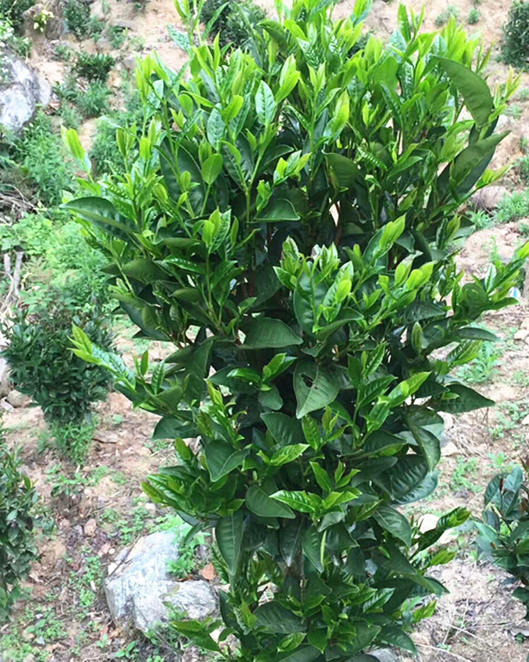 茶叶新垌 高州特产名茶新鲜绿茶叶出水窿春茶叶炒青香茗茶250g绿茶