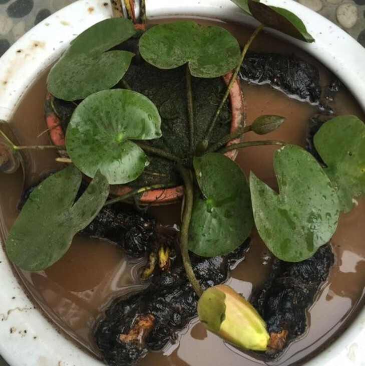 池塘鱼缸水生植物花卉盆栽 带芽睡莲种根荷花水培植物莲花睡莲根块