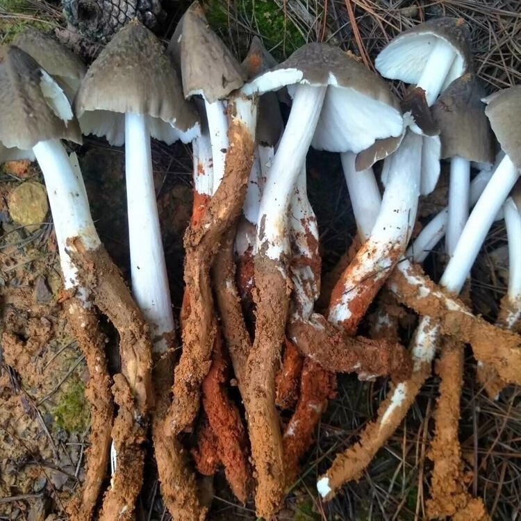 云南鸡枞菌种子伞把菇三塔菌菌菇包云南菌鸡枞菌包三八菇鸡枞鸡枞菌种