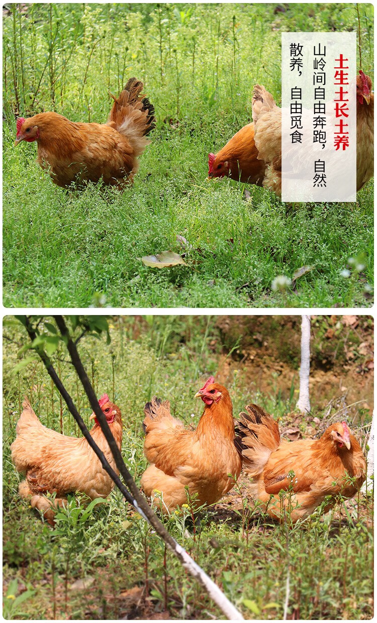 三黄鸡新鲜现杀 正宗农家散养土鸡走地鸡 三黄鸡