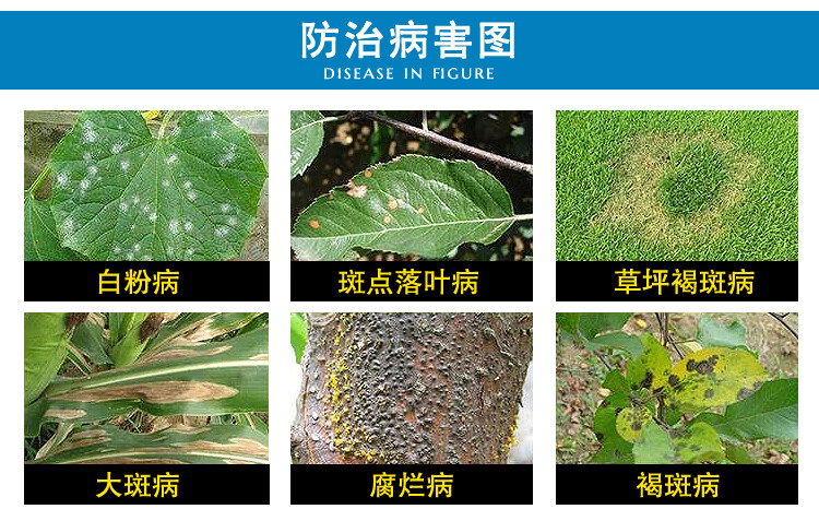 仙葩吡唑醚菌酯 果树蔬菜霜霉病叶斑病锈病炭疽病白粉病黑星病早晚