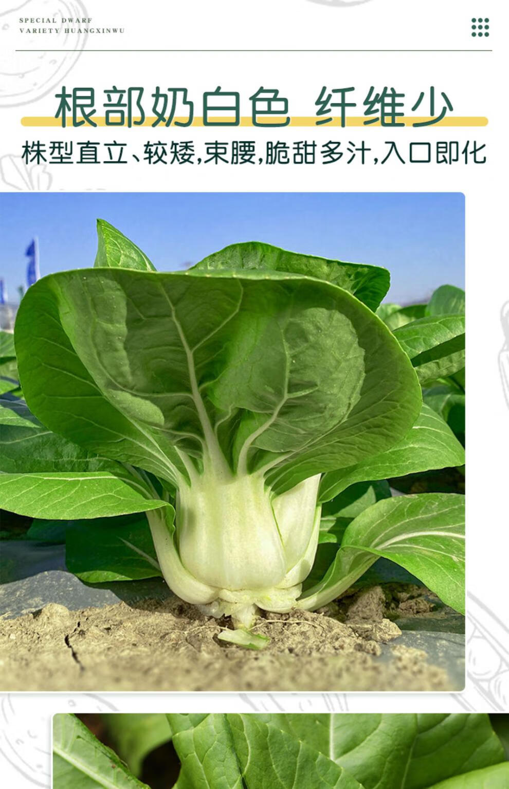 秋季南京矮脚黄菜籽白梗青菜种籽大全 耐寒小白菜种子奶白菜种孑 矮冠