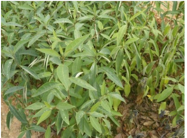 野生山胡椒树苗 山苍子苗山椒子木酱子木姜子 木浆子苗 大小苗 多枝