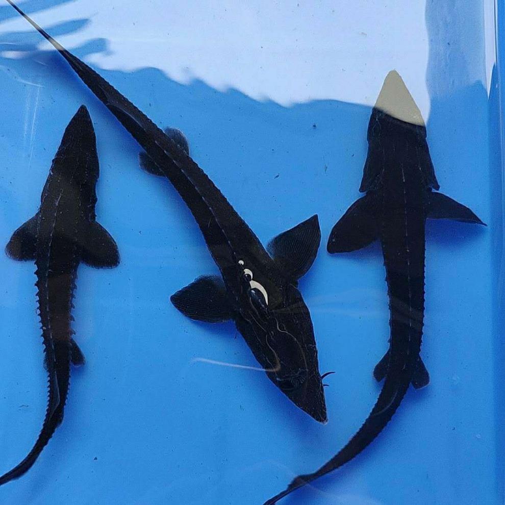 鲟鱼观赏鱼鲜活体清道夫鱼缸鱼苗冷水鱼锦鲤鱼淡水鱼类 11-14厘米3条