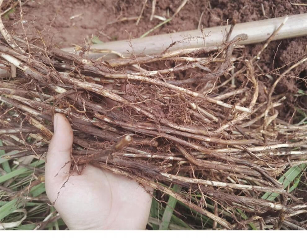野生新鲜白茅根甜草根500g茅草根洗净去皮毛草根伊梵麦