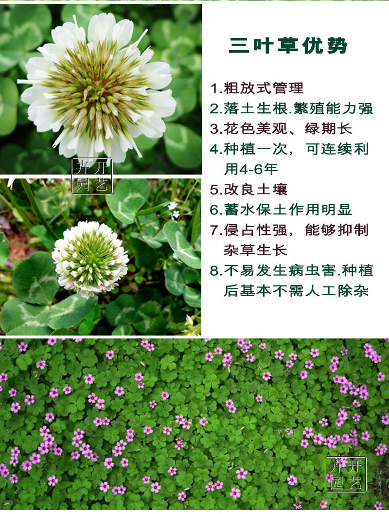 进口种子别墅庭院白三叶草籽红三叶种子易种绿化种子车轴草 包衣