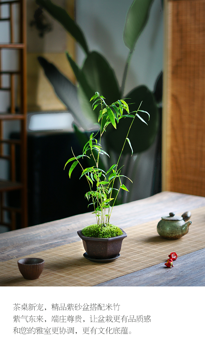 米竹青竹鳳尾竹姬翠竹子盆景苔蘚盆栽紫砂盆辦公桌茶桌面微型綠植米竹