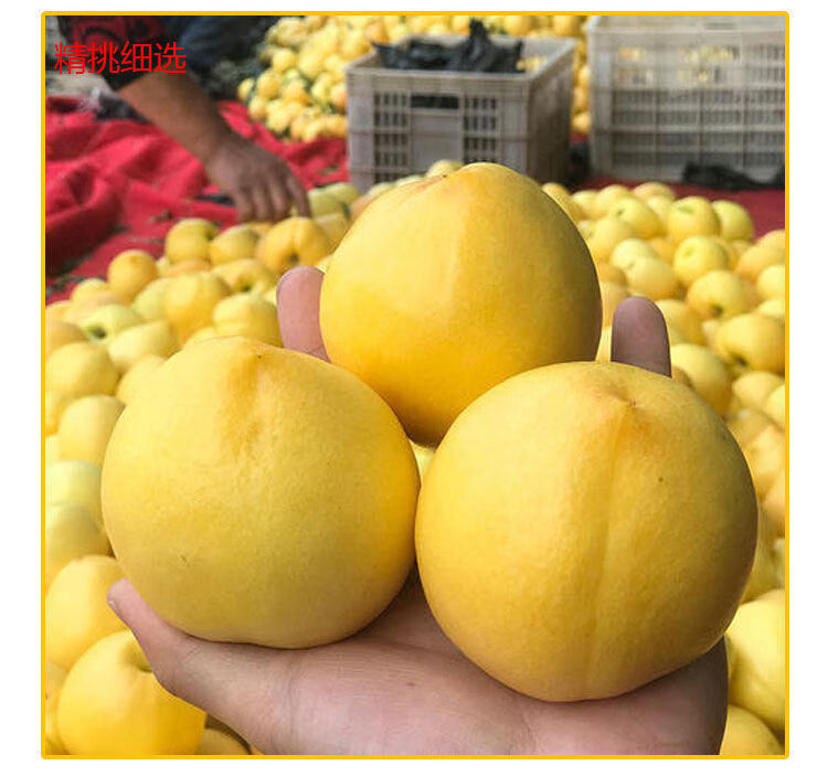 黄金油桃北戴河杏梅现摘当季新鲜儿童孕妇甜5斤 坏果包赔 200 2450g