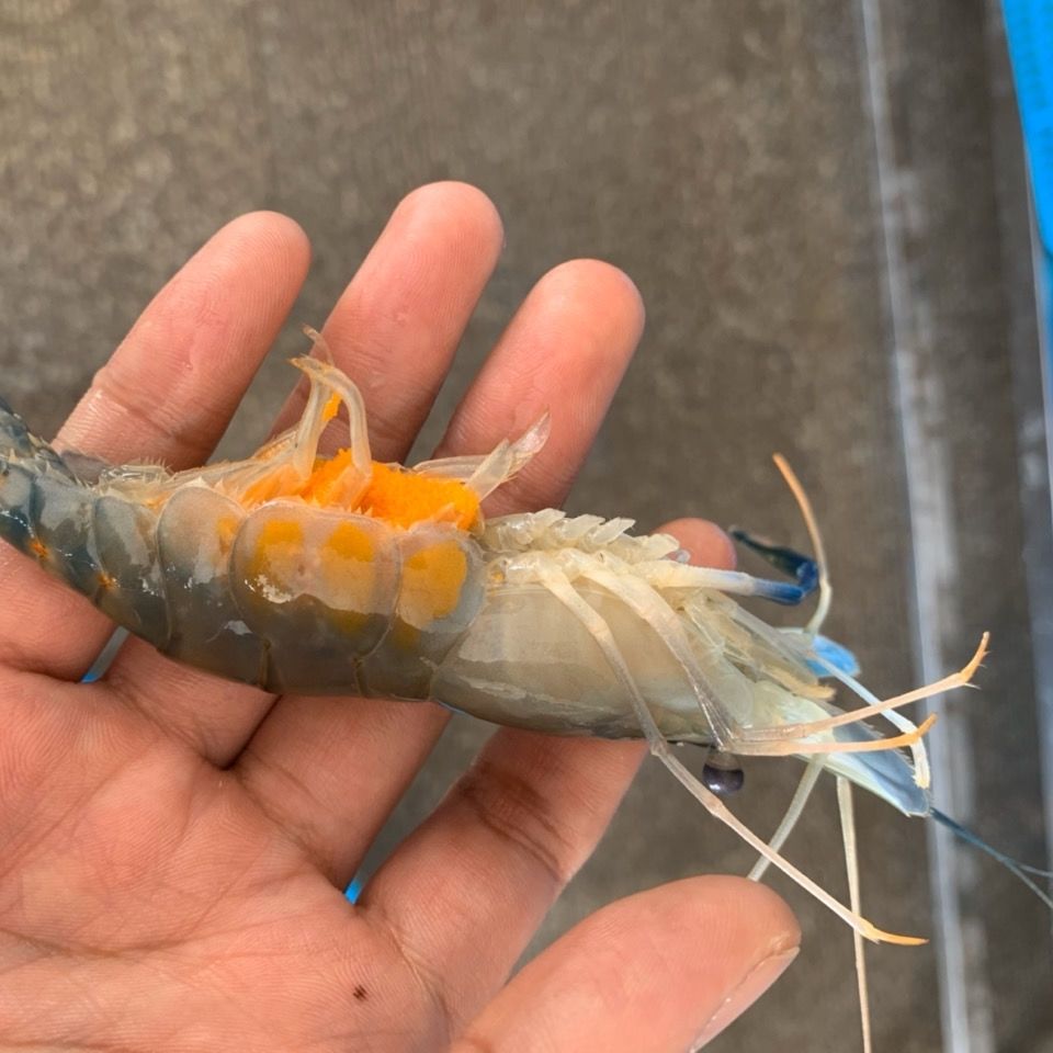 淡水虾王罗氏沼虾大青虾泰国大青虾马拉西亚大虾罗氏虾淡水虾罗氏沼虾