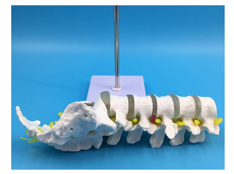 帶骶骨尾骨腰椎椎間盤模型 教學骨骼模型 a款小型腰椎帶尾骨【圖片