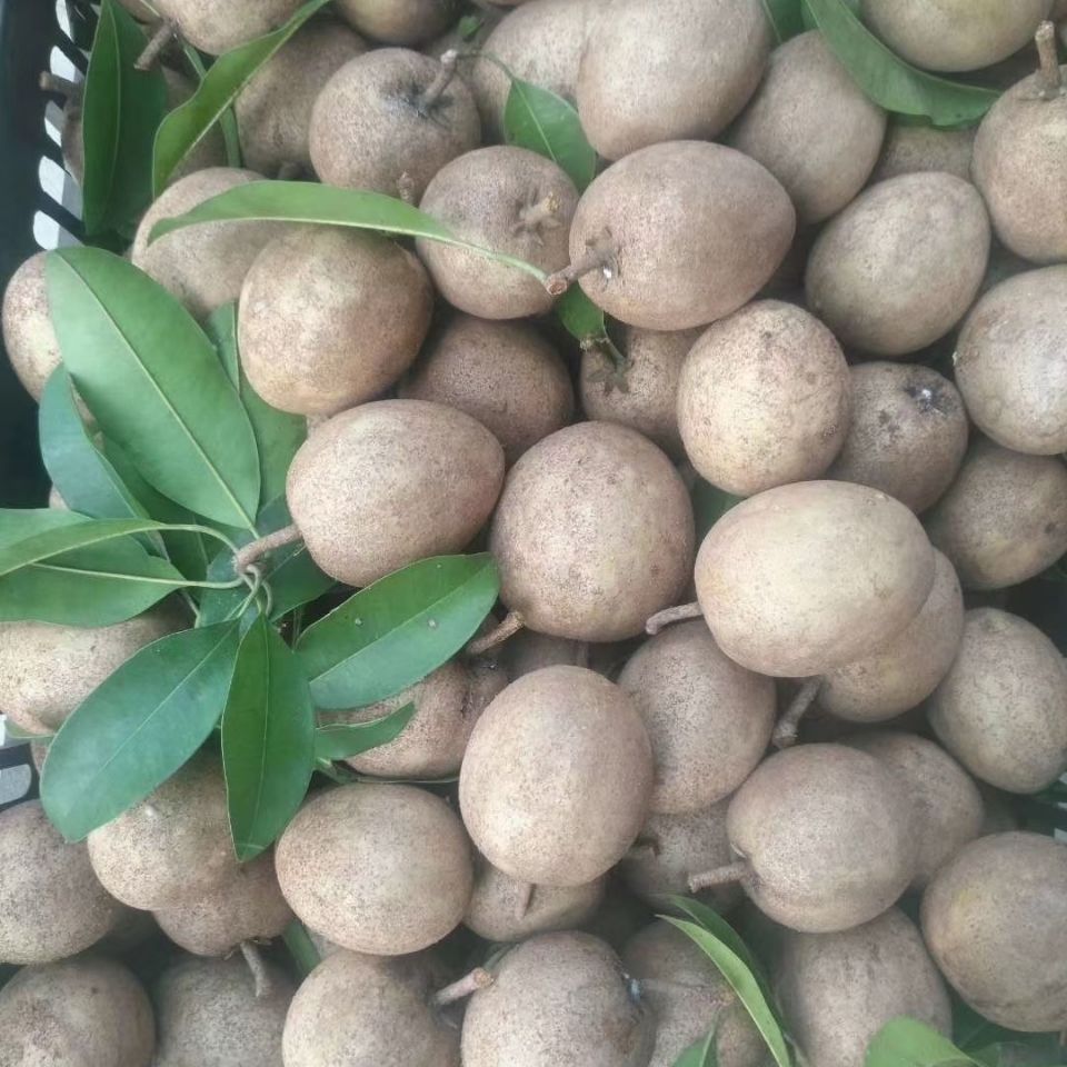 海南人心果养生圣果新鲜果园现摘非常甜热带水果稀奇稀有水果2斤装