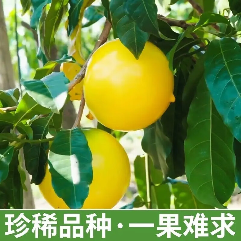 雲南黃晶果加蜜冬蜜雅美果現摘當季新鮮水果稀有水果孕婦寶寶整箱罕見