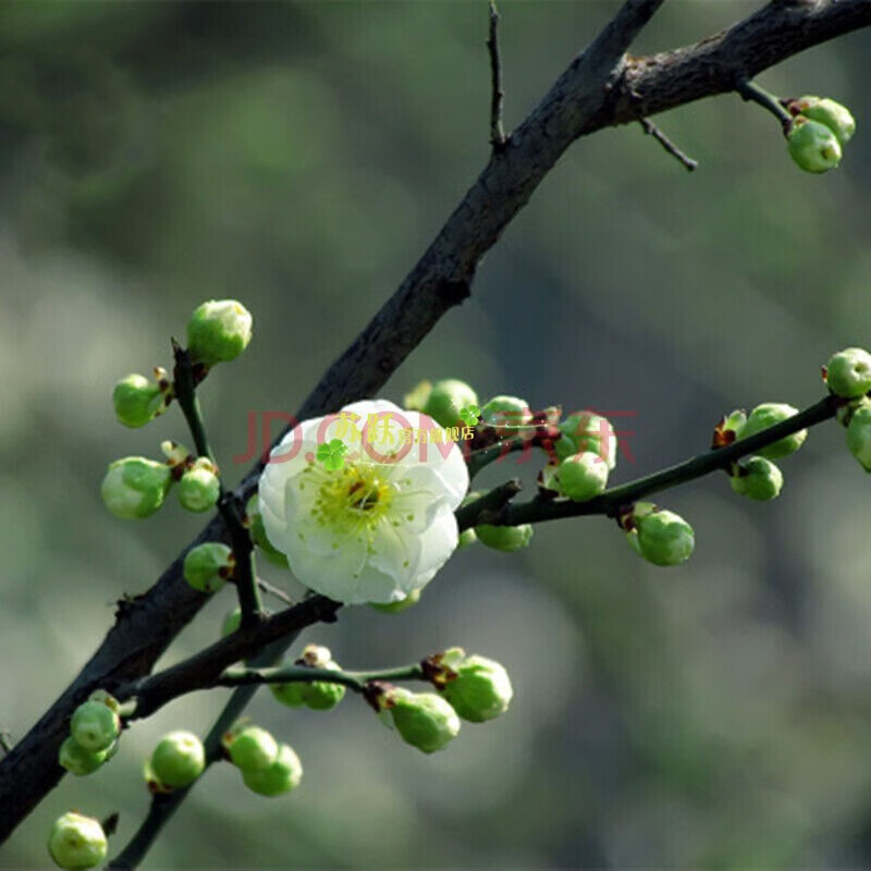 红梅腊梅绿梅苗造型盆景四季梅花苗树苗庭院室外阳台