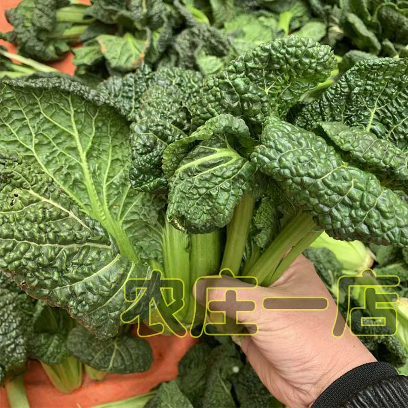 黑油一号黑白菜种子春不老小白菜青菜油菜春四季蔬菜籽秋冬季种植 3包