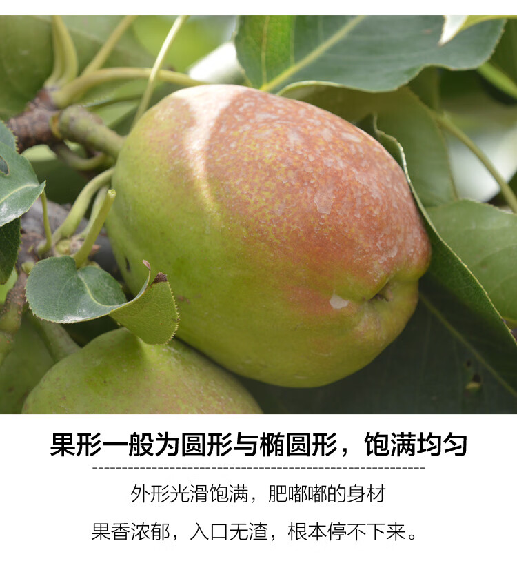 库尔勒香梨全母梨新鲜水果特级梨子10斤整箱 9斤 公母混装(单果重约