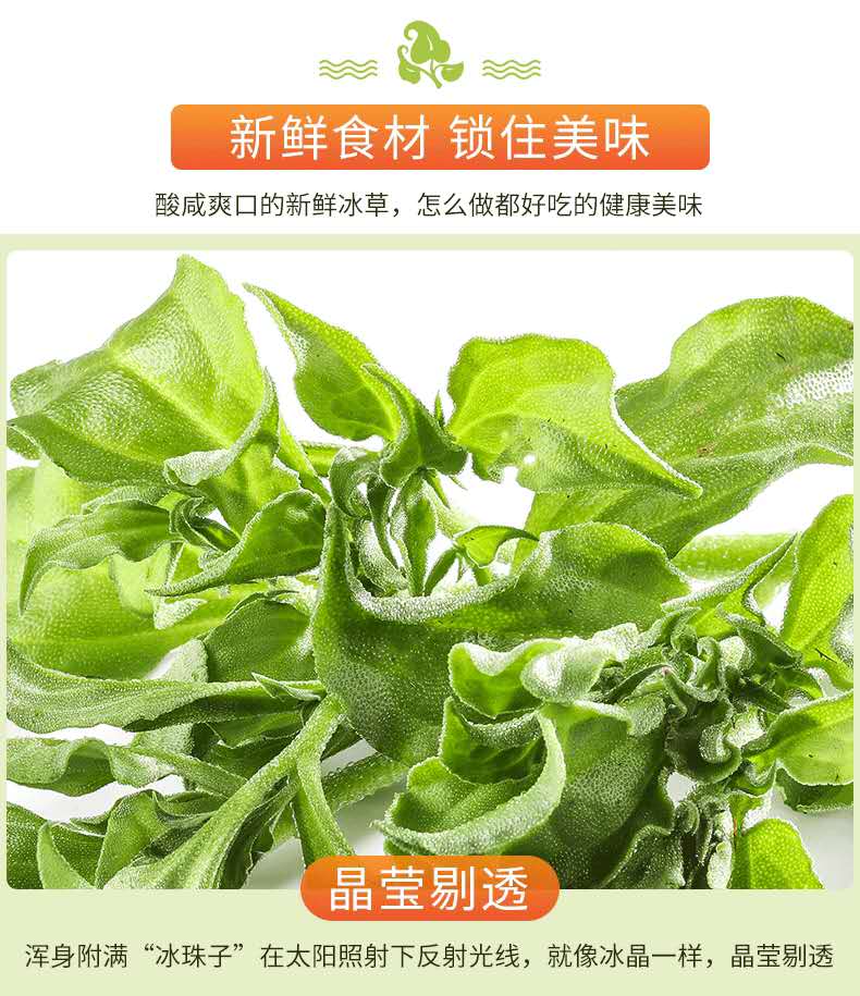 冰草新鮮蔬菜冰葉菜沙拉火鍋現摘冰菜花生吃2斤