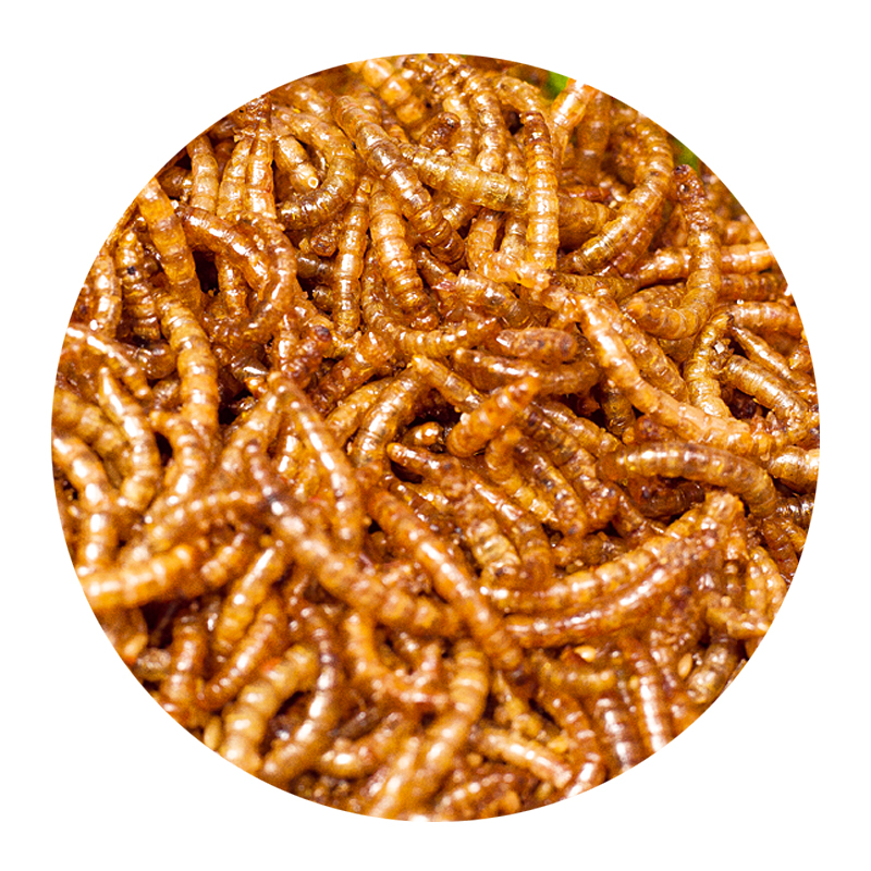 油炸香辣面包虫即食熟食黄粉虫美味昆虫蚂蚱虫子美食一罐人食