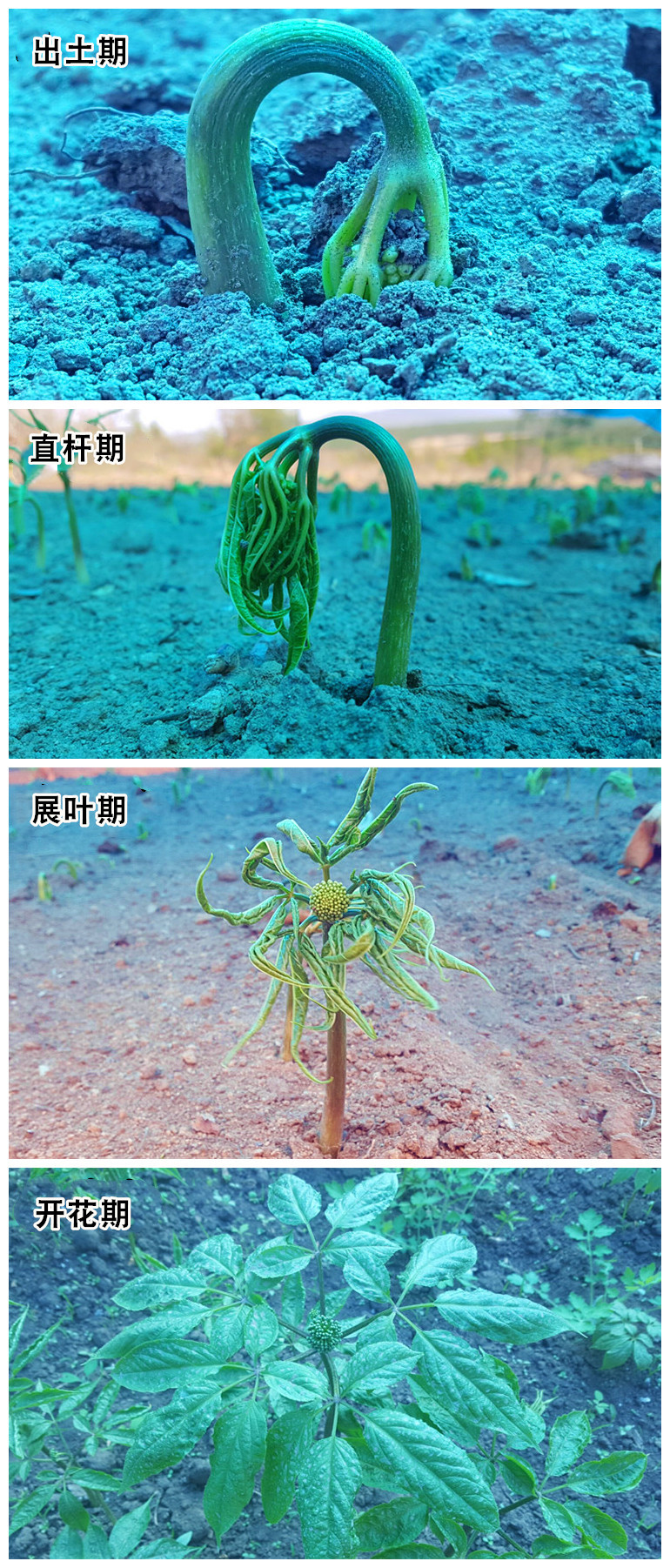 活人参盆栽会开花 小苗一棵