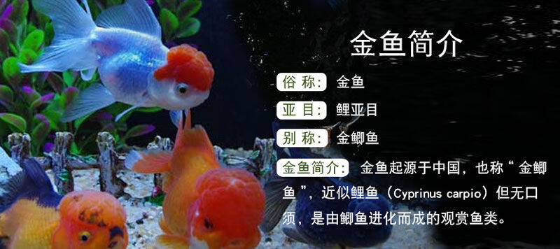 金鱼活观赏鱼好养耐活淡水鱼冷水鱼大全长尾短尾兰寿金鱼珍珠水泡蝶尾3 泰狮2 1备损共6条7 8cm 图片价格品牌报价 京东