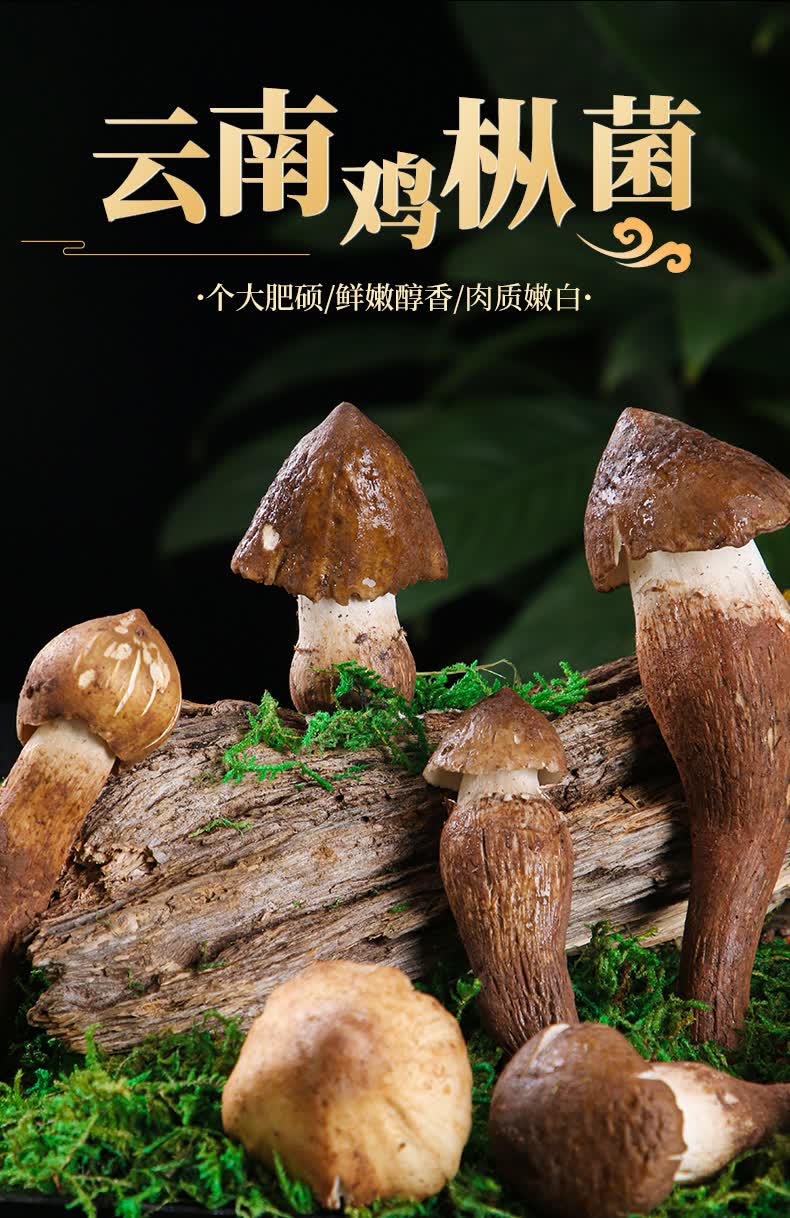 【新鲜野生鸡枞菌1斤装】云南特产火把鸡枞新鲜当季时令蘑菇 野生鸡枞