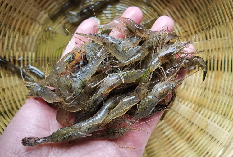 新鲜鲜活淡水小河虾青虾草虾米虾现货活虾速冻3斤