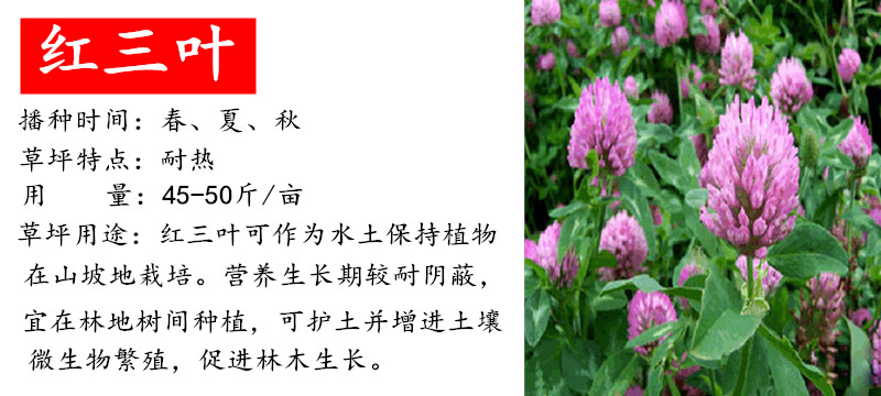 草坪种子批发市场在哪里