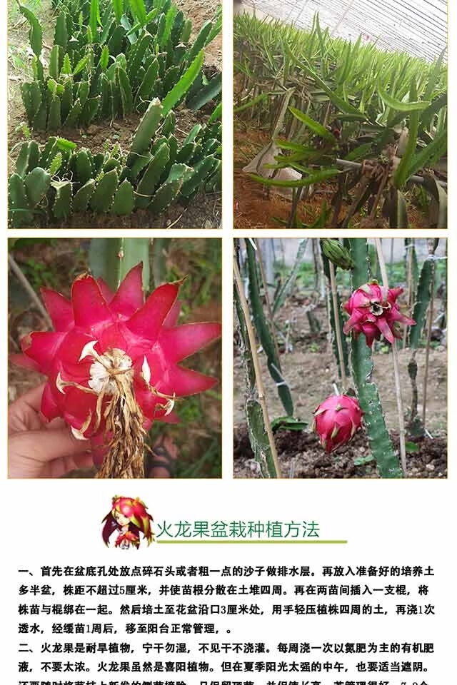 红心红绣球 6年苗 结果多多【图片 价格 品牌 报价】-京东