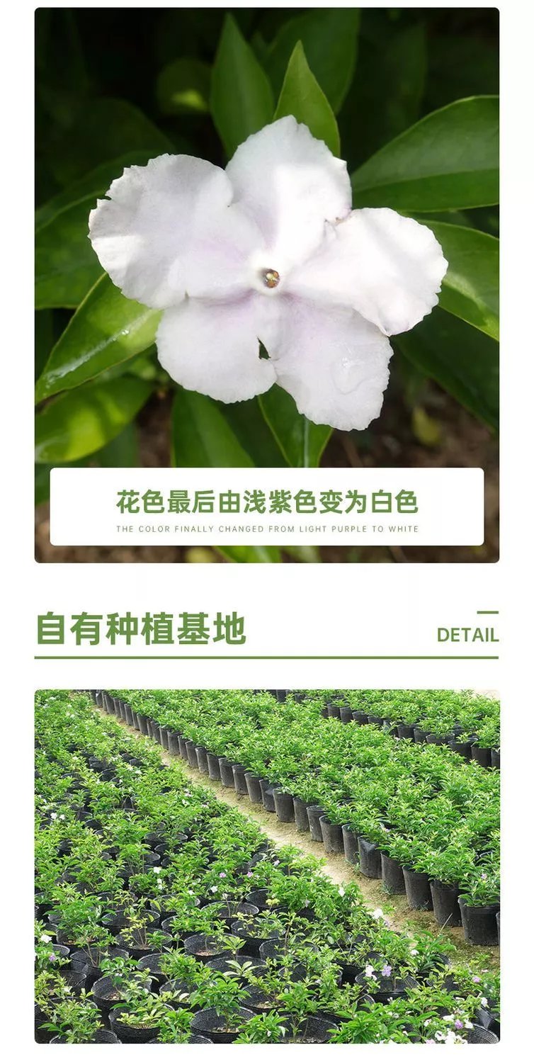 10，雙色鴛鴦茉莉花苗濃香型植物四季開花室內外好養易活花卉盆栽大全 精選雙色茉莉花苗18公分++ +原土球+生根粉