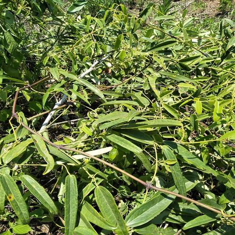 褚实子和威灵仙楮实子中草药材中药野生诸实子共15副共500克【图片