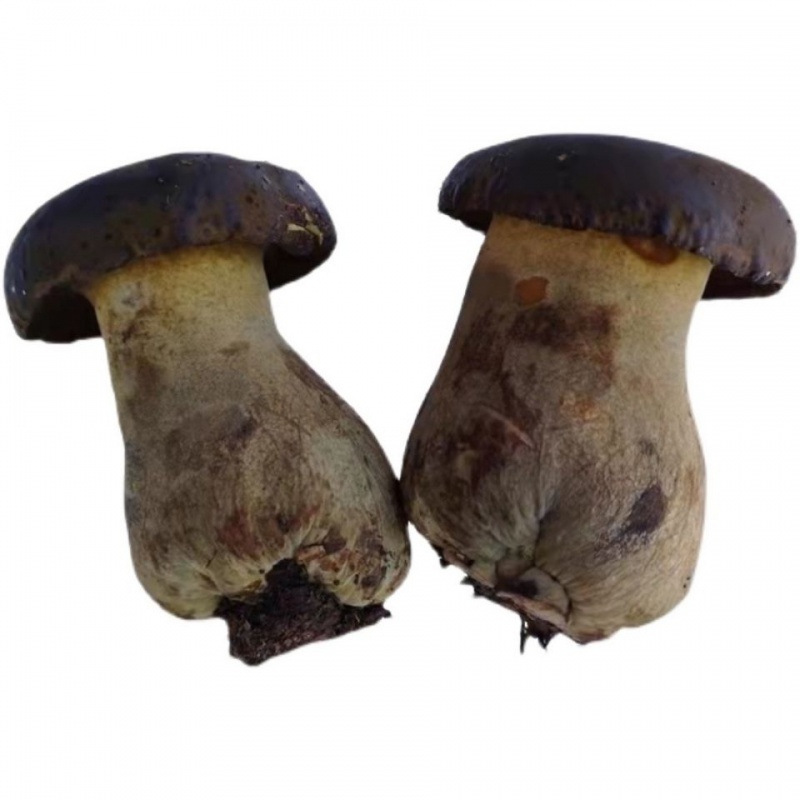 鲜牛肝菌牛夫人新鲜野生菌类云南特产新鲜蔬菜食用菌菇酒店食材 试吃