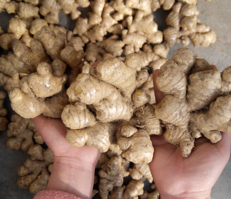 老怀姜正宗焦作博爱新鲜怀淮姜清化上庄姜怀姜糖膏原料老姜土姜1斤