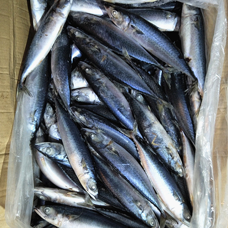 舟山船冻青占鱼20斤新鲜海鲜中号冷冻青花鱼小头鱼