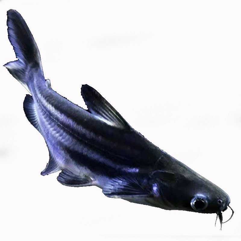 嘉瑰凶猛鲨鱼高鳍斧虎头鲨淡水大白鲨蓝鲨球鲨观赏鱼包活热带鱼 蓝鲨2