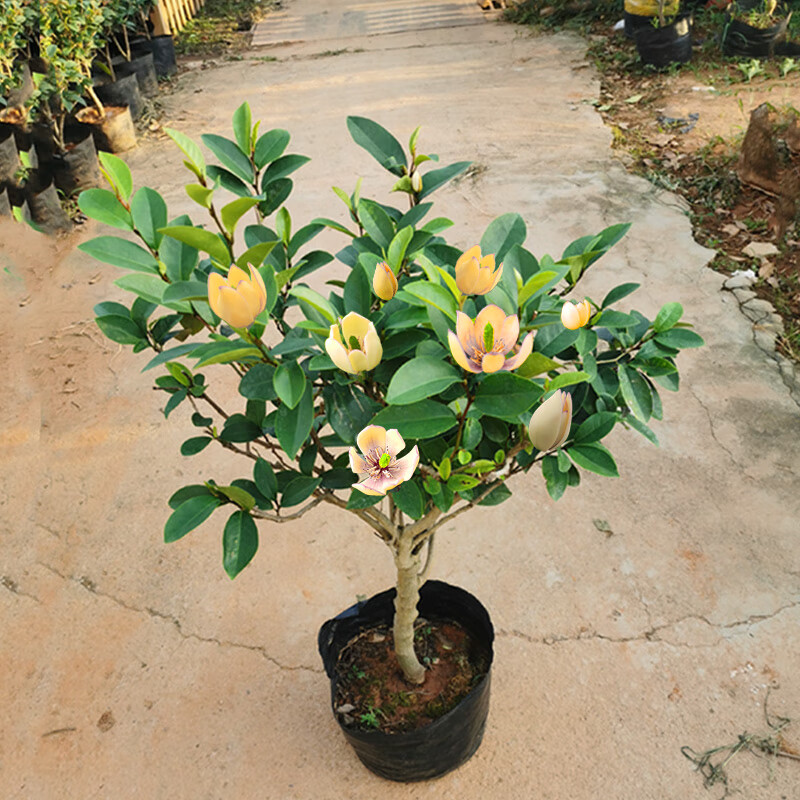 含笑树苗盆栽庭院阳台四季浓香型带花苞室内花卉观花植物室内花苗 六