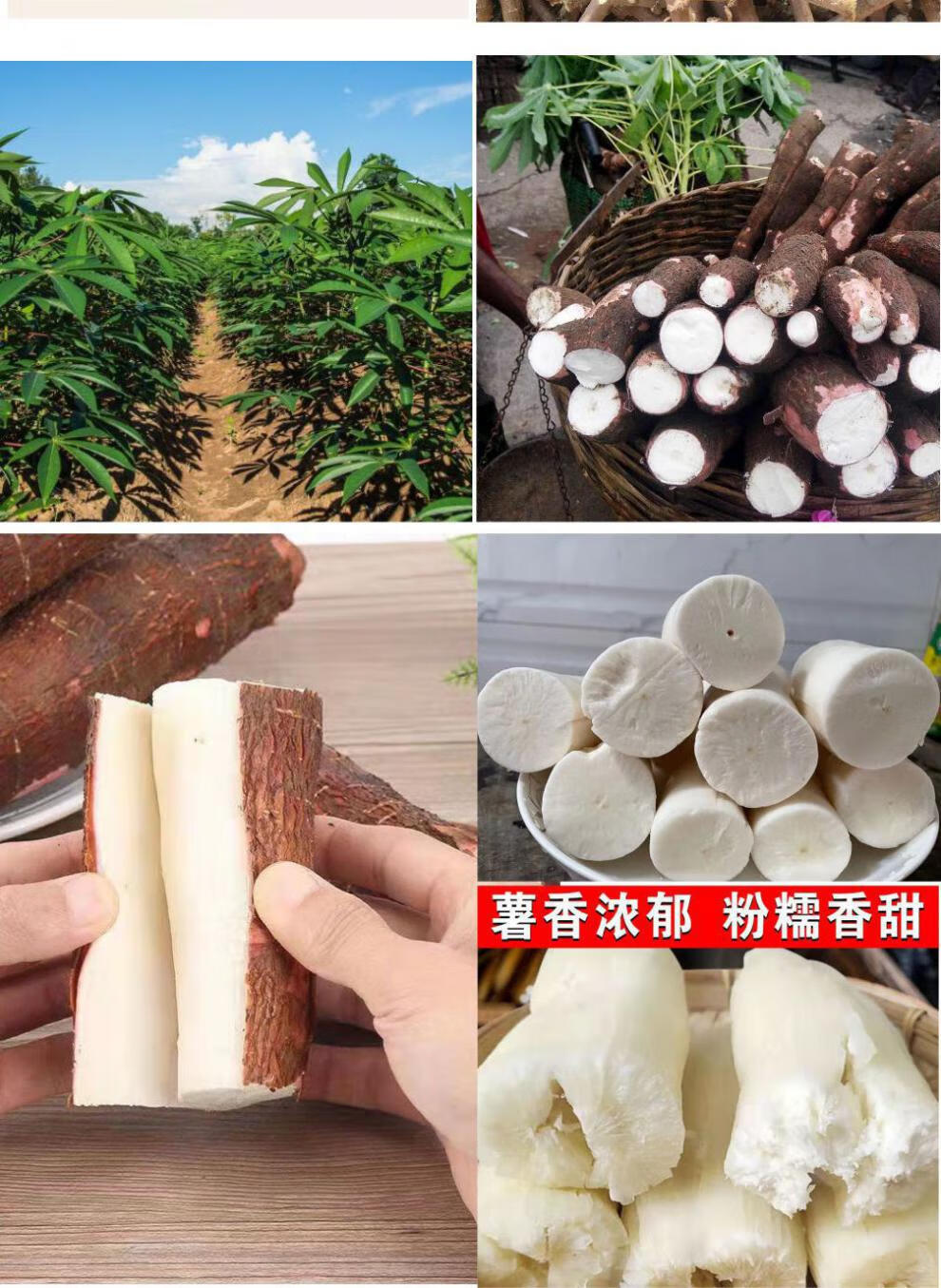 澜墨广西木薯种苗木薯梗红皮白肉面包木薯新鲜木薯苗红皮木薯苗 红皮