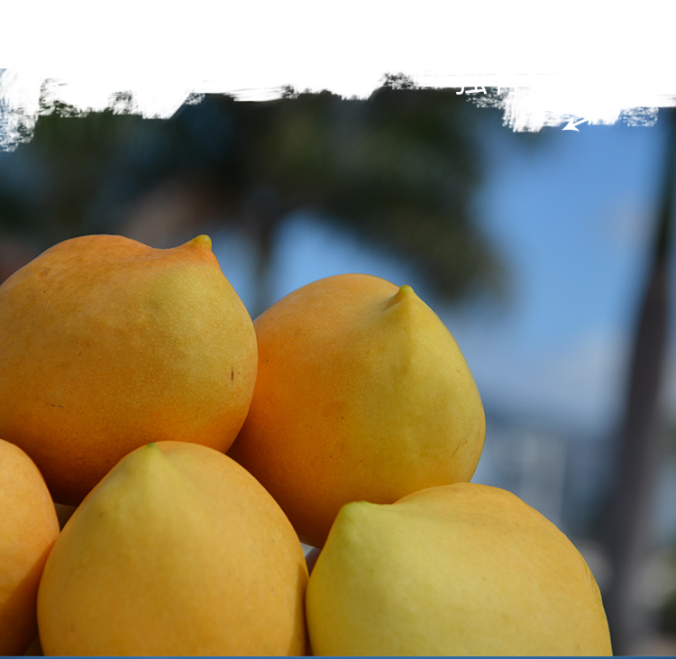 正宗圣德龙芒果新鲜大果9斤缅甸进口应季热带水果鹰嘴芒顺丰 圣德龙