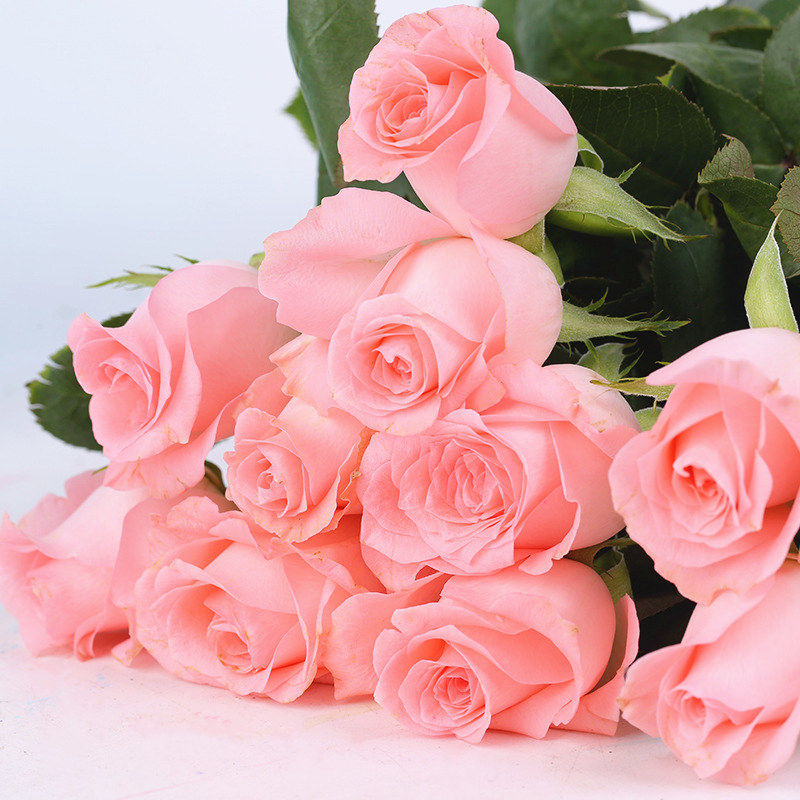 协洛【戴安娜玫瑰花苗】粉色花卉观花绿植物大花浓香月季原盆发 【小