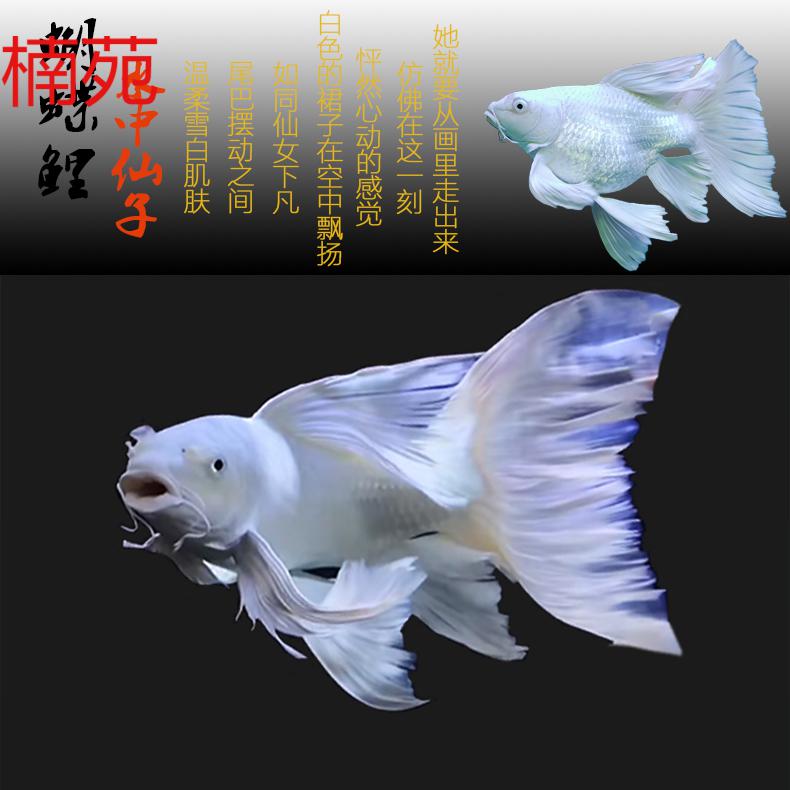 楠苑秋颖蝴蝶鲤鱼苗贵妃长尾体短身球体球形蝴蝶鲤鱼活体冷水鱼观赏鱼