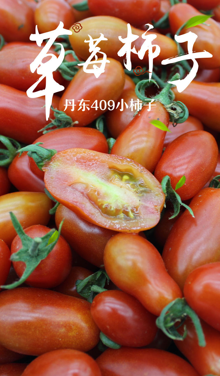 丹东409小柿子花生柿子草莓柿子新鲜应季水果小番茄圣女果孕妇甜 3斤
