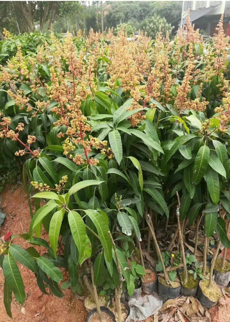 芒果苗金煌台农桂七四季红贵妃澳芒芒果嫁接树苗地栽盆栽当年结果桂七